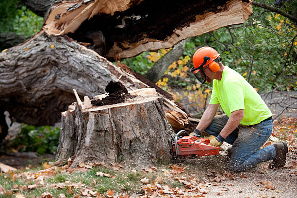 How Our Tree Care Process Works  in Auburn Lake Trails, CA